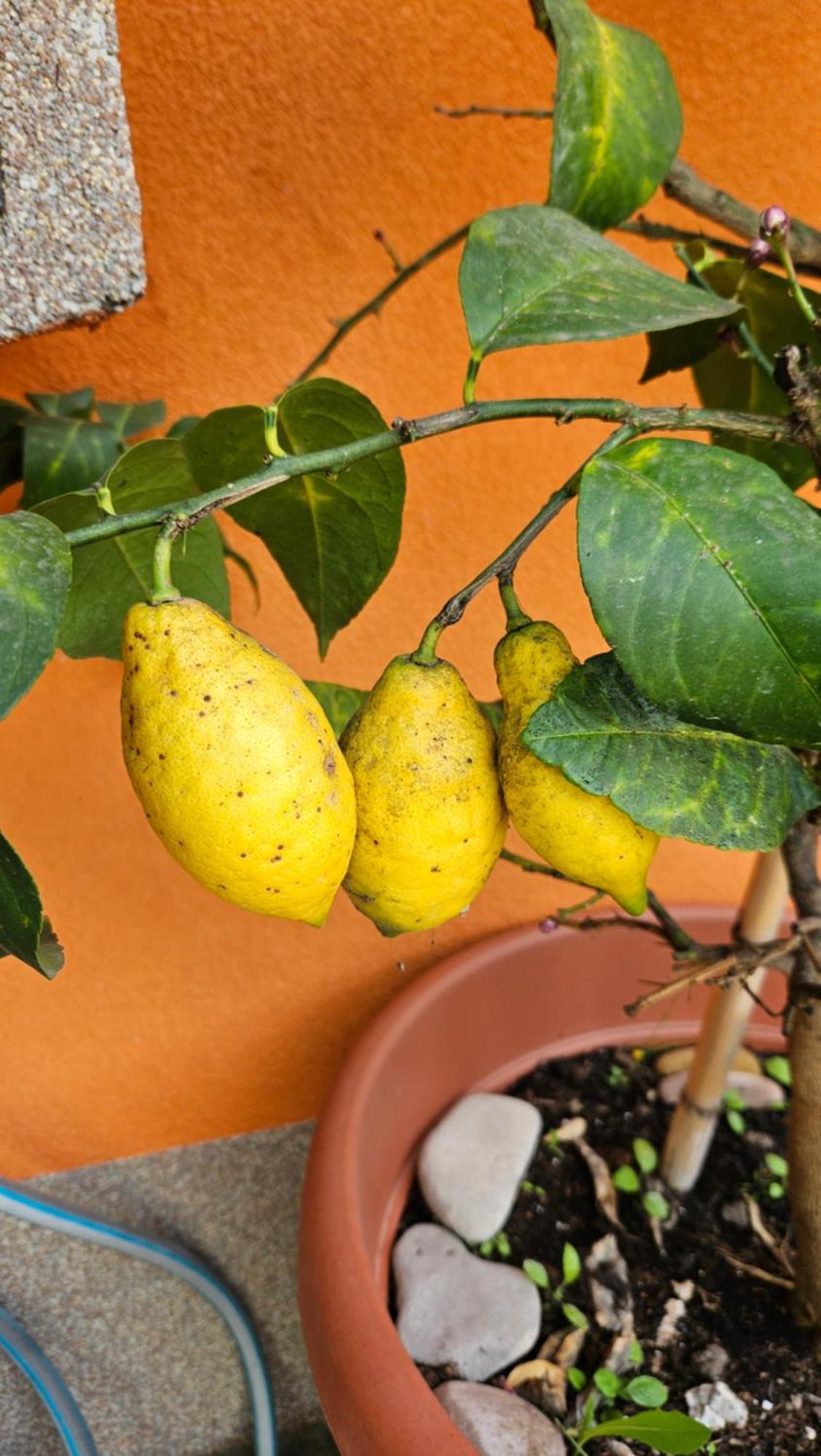 Mexicana Apartment Yellow Задар Екстериор снимка